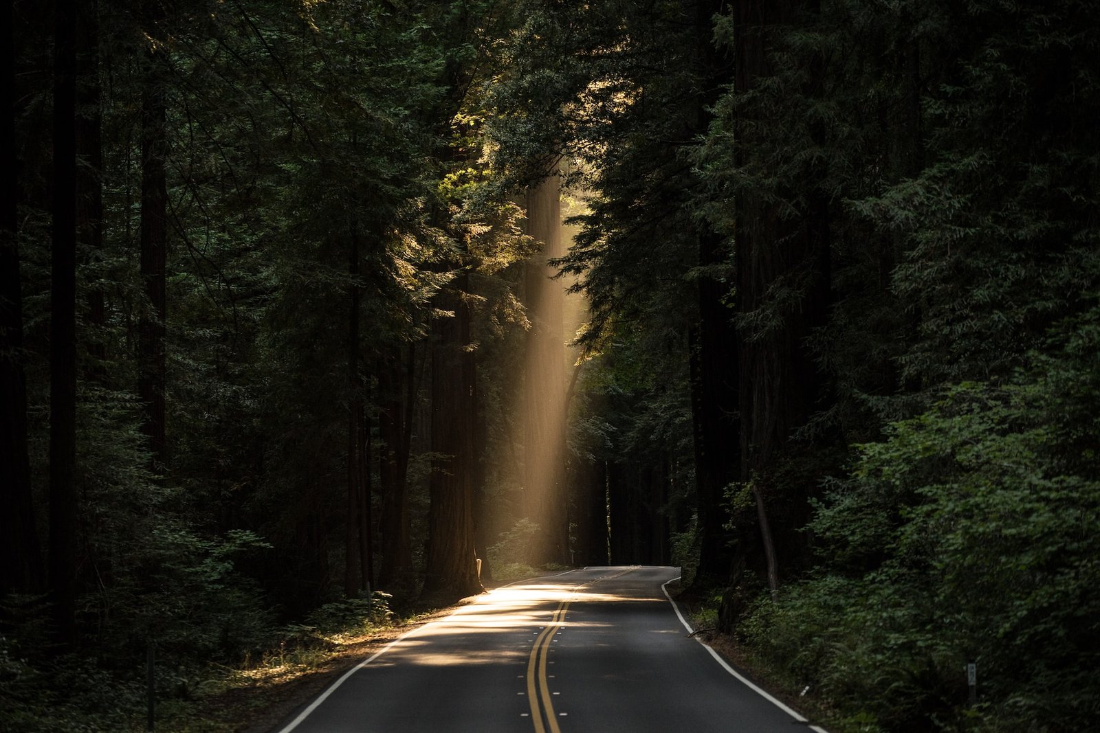 Image of a road leading into trees, with the sun shining on a part of it.